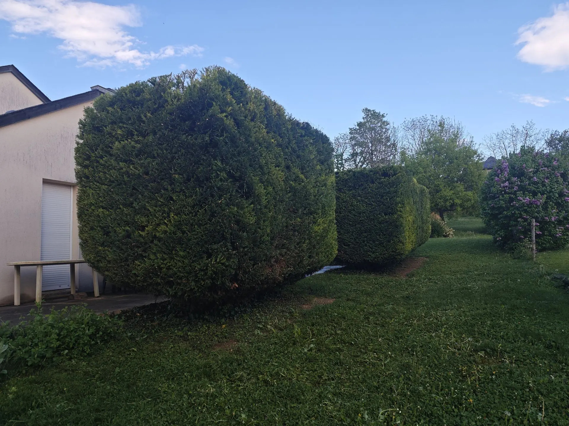 Grande haie brise-vue coupé